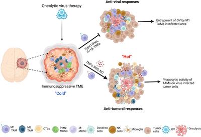 Immunosuppressive cells in oncolytic virotherapy for glioma: challenges and solutions